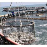 专家论亚洲水产发展:深远海网箱养殖潜力巨大