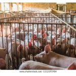 猪只养殖业最发达的国家