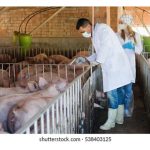 全球生猪食用率高的国家