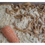 超级黄粉虫养殖技术