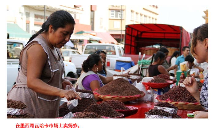 Read more about the article 昆虫，人类未来的食物？