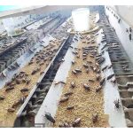 小虫子或成大产业  养殖业饲料新来源：昆虫农场