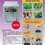 绿僵菌 (Metarhizium anisopliae)专为有效控制油棕园犀角甲虫害而配制