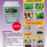 绿僵菌 (Metarhizium anisopliae)专为有效控制油棕园犀角甲虫害而配制