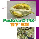 Paduka D148 ‘陛下’ 驾到