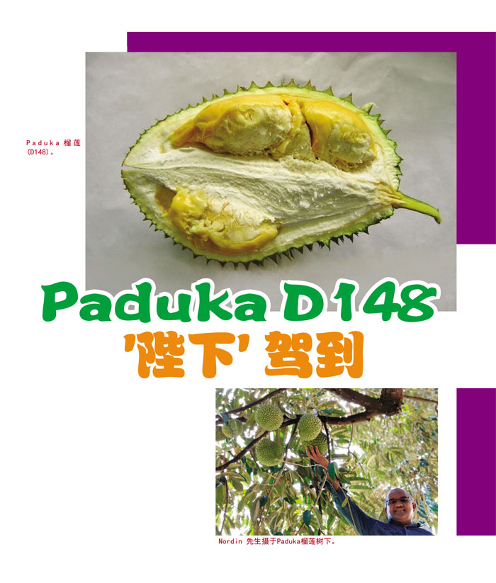 Read more about the article Paduka D148 ‘陛下’ 驾到