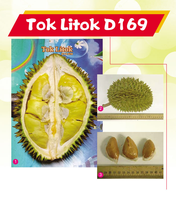 You are currently viewing Tok Litok D169