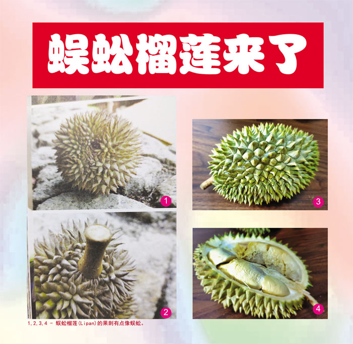 You are currently viewing 蜈蚣榴莲来了