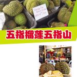 五指榴莲五指山