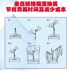 垂直嫁接榴莲秧苗节省育苗时间及减少成本