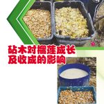 砧木对榴莲成长及收成的影响