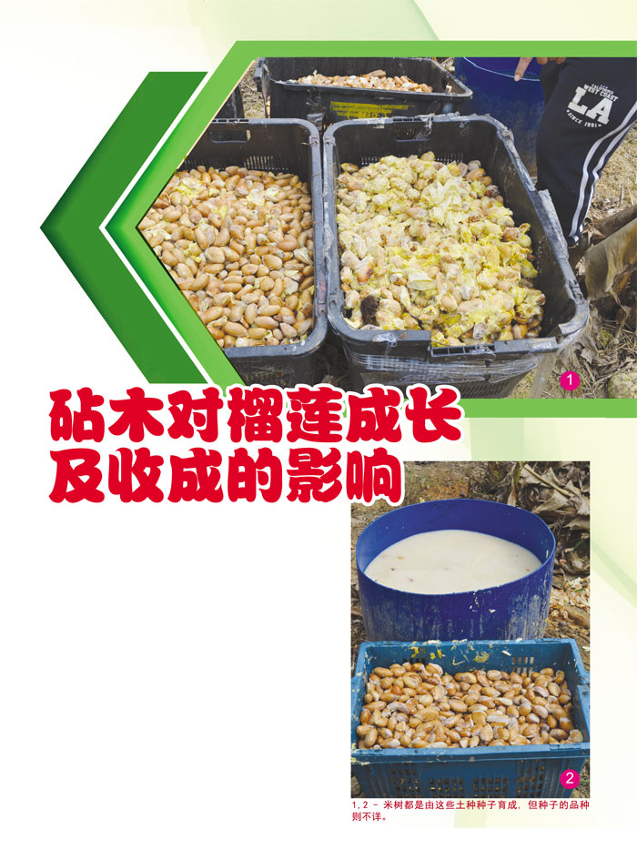 You are currently viewing 砧木对榴莲成长及收成的影响