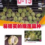 易错买的榴莲品种