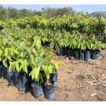 榴莲产业能为农友带来盈利的环节