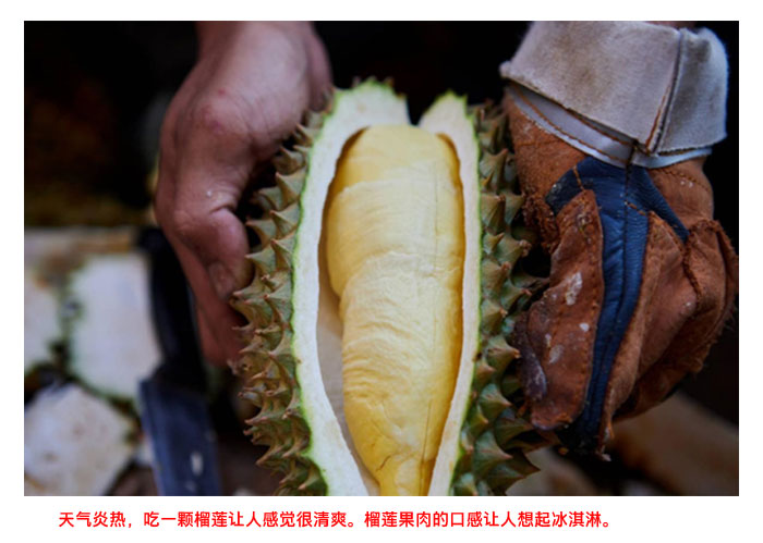 You are currently viewing 中国的榴莲热潮带来了巨额利润  有时也让不道德的商家获利（上篇）