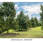 榴莲园代工菅理:有利可图的行业