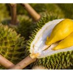 马来西亚榴莲市值最终会超越油棕吗?