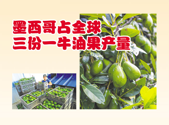You are currently viewing 墨西哥占全球三份一牛油果产量