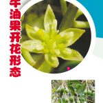 牛油果开花形态