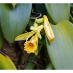 香草兰种植是否有亮丽前景