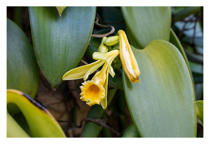 Read more about the article 香草兰种植是否有亮丽前景