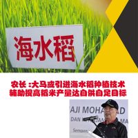 农长:大马或引进海水稻种植技术辅助提高稻米产量达自供自足目标