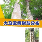 大马沉香树与分布