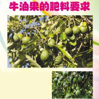 牛油果的肥料要求