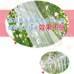 采用根系吸收渗透性虫药控制袋虫侵染效果不俗