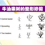 牛油果树的整形修剪