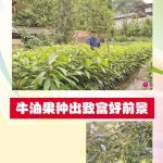 牛油果种出致富好前景