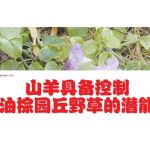 山羊具备控制油棕园丘野草的潜能