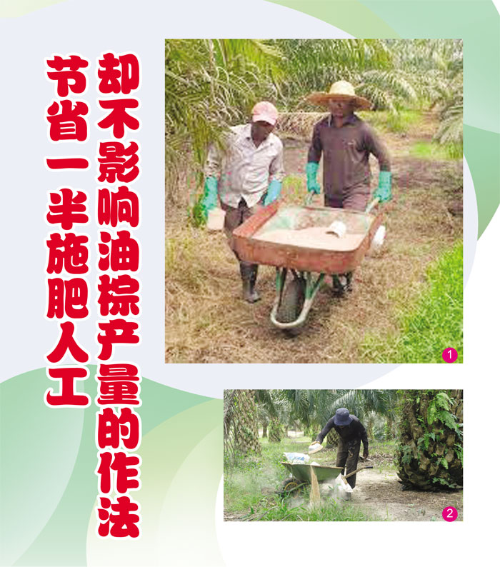 Read more about the article 节省一半施肥人工却不影响油棕产量的作法