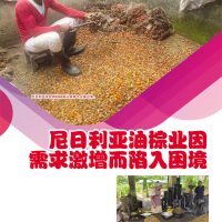 尼日利亚油棕业因需求激增而陷入困境