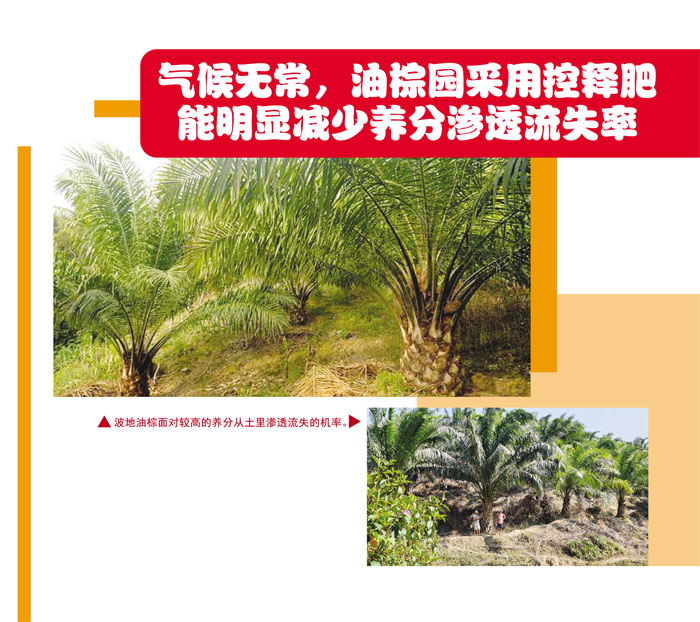 Read more about the article 气候无常，油棕园采用控释肥能明显减少养分渗透流失率