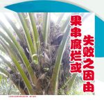 果串腐烂或失败之因由