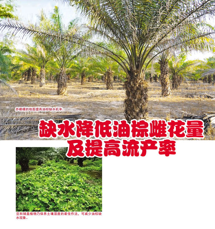 You are currently viewing 缺水降低油棕雌花量及提高流产率