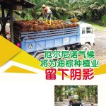 厄尔尼诺气候将为油棕种植业留下阴影