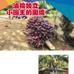 油棕独立小园主的困境