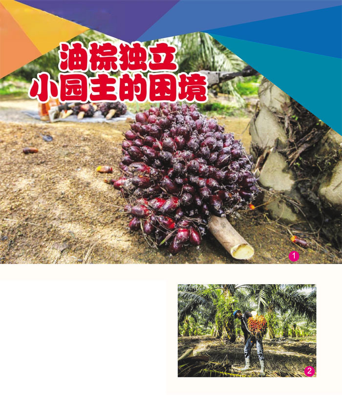Read more about the article 油棕独立小园主的困境