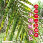 油棕叶上的莓菌不碍树成长