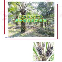 组培油棕产量与种植密度的启示