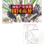 油棕产量周期因国而异