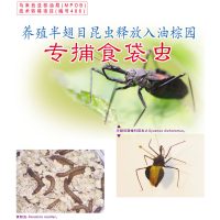 养殖半翅目昆虫释放入油棕园专捕食袋虫