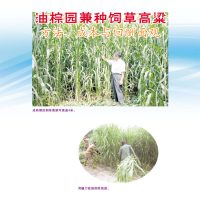 油棕园兼种饲草高粱方法、成本与回翻面观