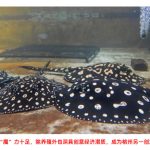 疫情期间异军突起   淡水魟鱼有望推动创意经济