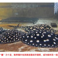 疫情期间异军突起   淡水魟鱼有望推动创意经济