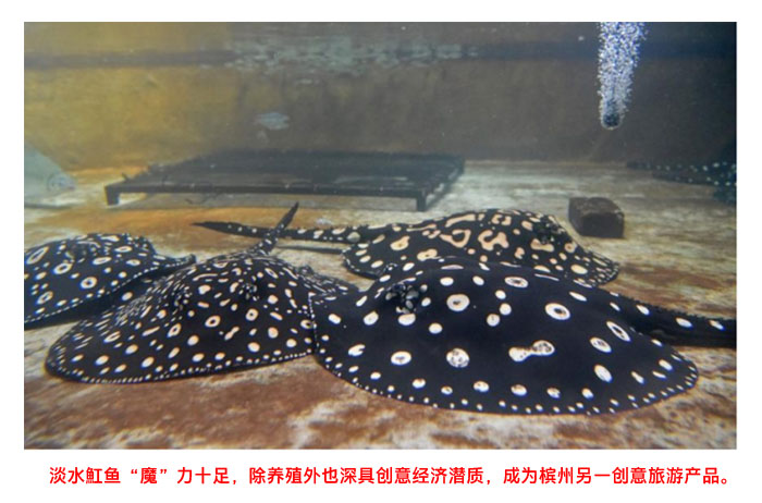 Read more about the article 疫情期间异军突起   淡水魟鱼有望推动创意经济