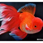 马来西亚观赏鱼进口国家