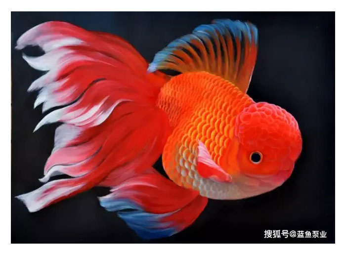 Read more about the article 马来西亚观赏鱼进口国家